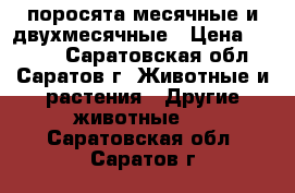 поросята месячные и двухмесячные › Цена ­ 2 500 - Саратовская обл., Саратов г. Животные и растения » Другие животные   . Саратовская обл.,Саратов г.